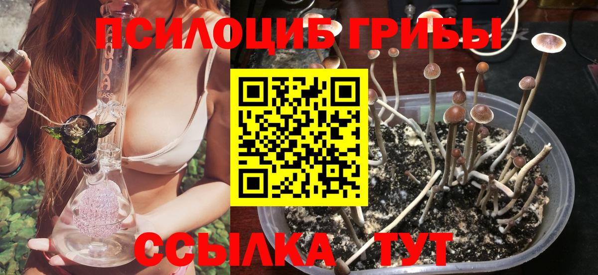 Галлюциногенные грибы Psilocybe Новочеркасск